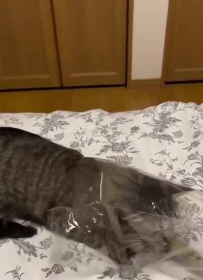 I like the way the package pressed his ears