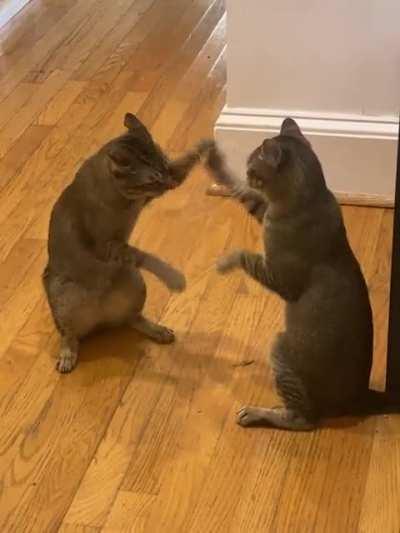 …..are my cats broken?