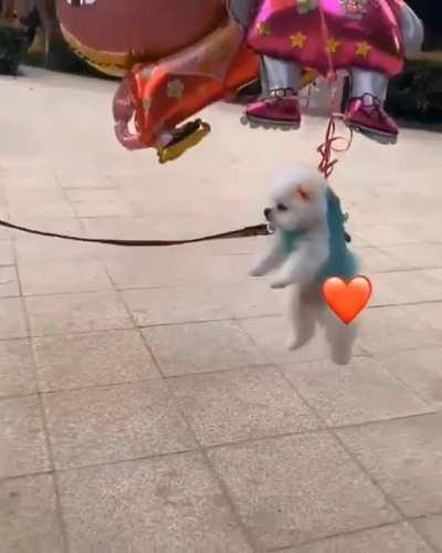 I shouldn't laugh, because the implications are awful, but it's on a leash, so...LOL.