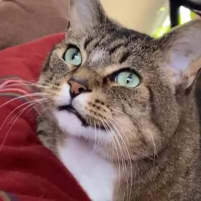 Finnegan was bird watching today