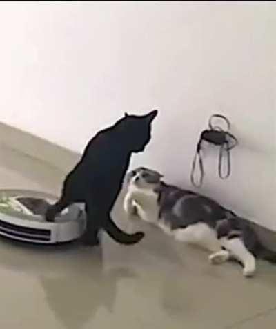 Most gangster cat ever