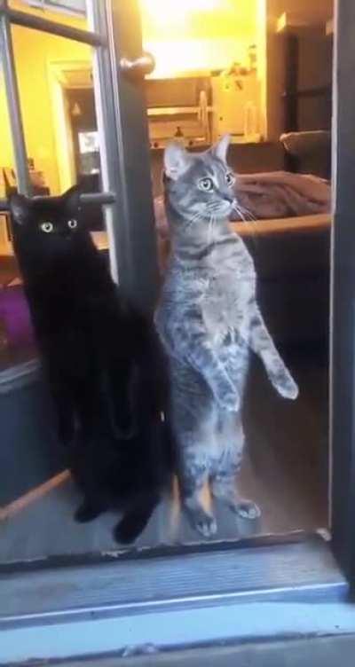 When cats prefer gossips over catnips.