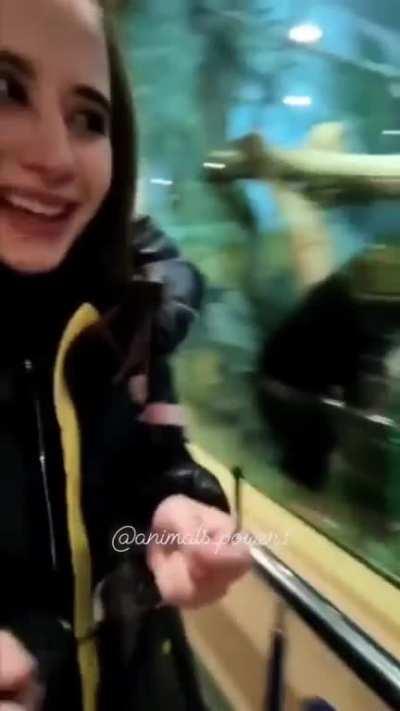 Chimp mocking a lady