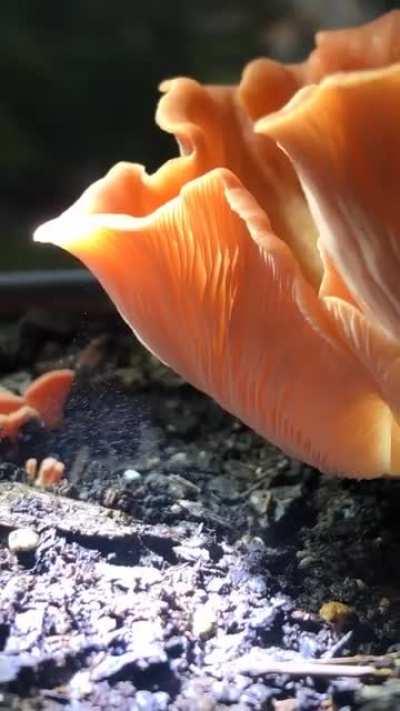 My pink oysters are dropping spores:)