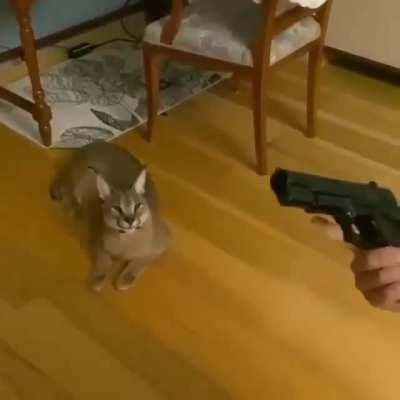 Floppa does not approve of firearms