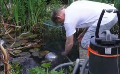 Allowing your fish to see the world around the pond