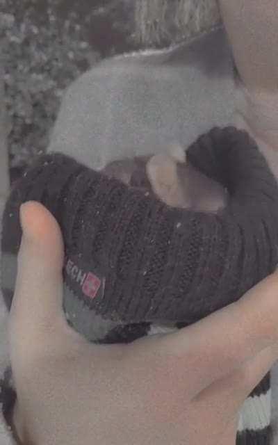 Sir Rat Rat enjoys the snow