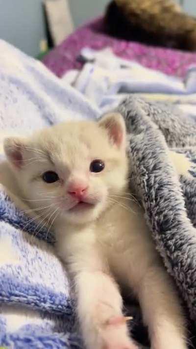 Sweet boy is 3 1/2 weeks today