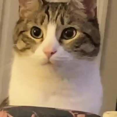 He's on a diet but he pretends to eat what his owner is eating