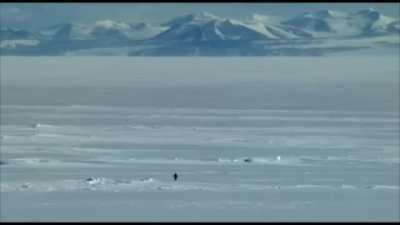 Sigma Penguin The Movie. Coming to a theater near you.