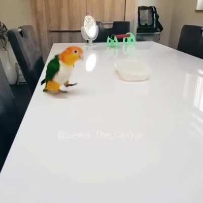 Bird does a slammy whammie dance