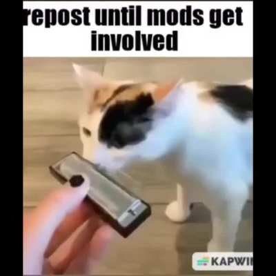 mods