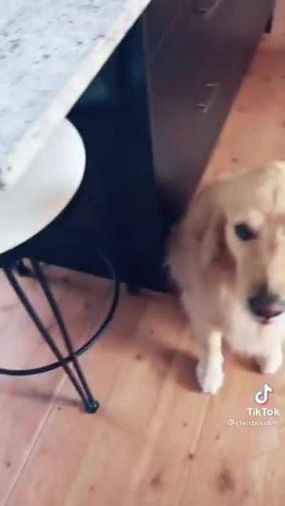 Huskies are something else