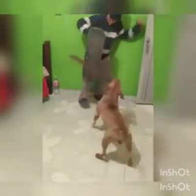 Seria um cachorro de Sapucaia?🤔