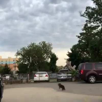 Running in opposite directions to see who your dog loves more--