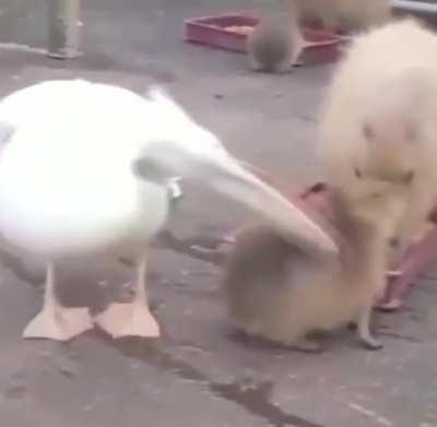 Pelican tries to eat capybara