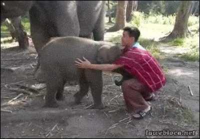 a rEcklESs eLepHaNT TriES TO RaM A HUman wITh ThE intENt To kiLl