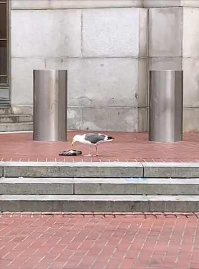 A seagull feasting on a pigeon in the Tenderloin in San Francisco