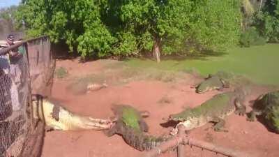 Alligator bite off and eats other alligator’s foot