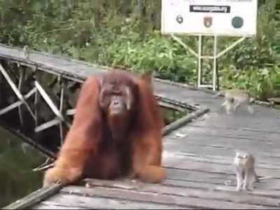 Don't steal a banana out of an Orangutan's mouth