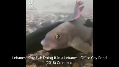 Straightest Fish in Lebanon