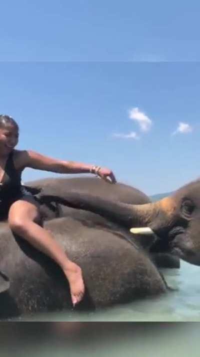 Elephant just wanted some action