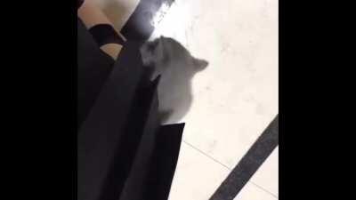 Tiny Tigger Tries To Talk.