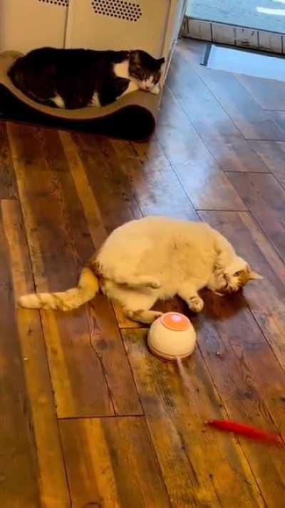 At least the toy is working