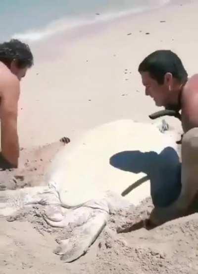 Helping out a flipped turtle