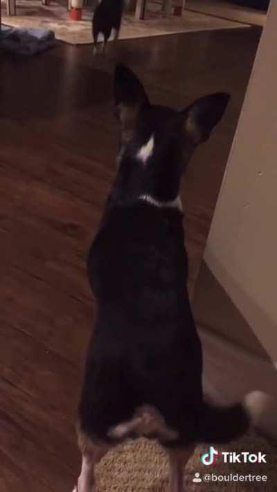 My dog Tia can't walk on our kitchen floor without slipping!!