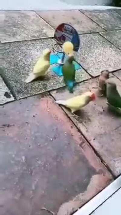 These birds are more like Lakers and Celtics