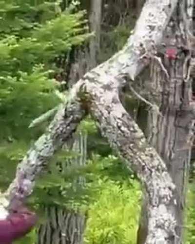 Blursed_Tree