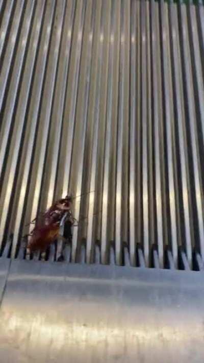 Escalator Cockroach at Coorparoo Square does his best