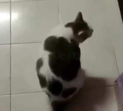 Otro Top 5 Gatos mas EPICOS de la Historia