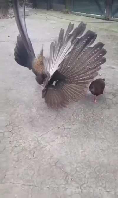 An Argus pheasant doing his best