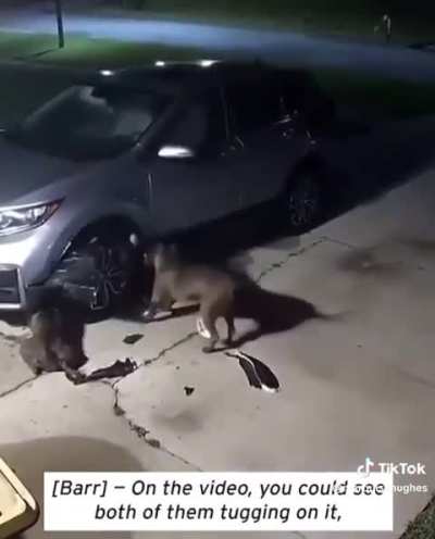 Two pit bulls tear car to pieces in hunt for cat