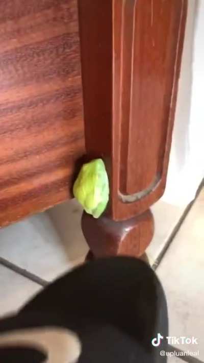 confundiu adesivo com sapo, cra é cego q nem macaco lol,