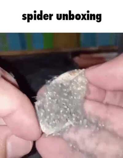 Spider unboxing