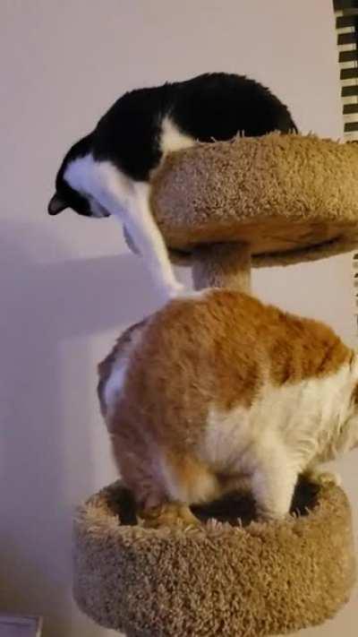 Small and fast vs chonky and slow