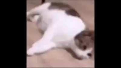 long cat of the day 116