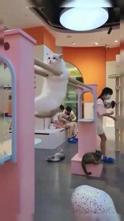 E essa olimpíadas de gatos? 