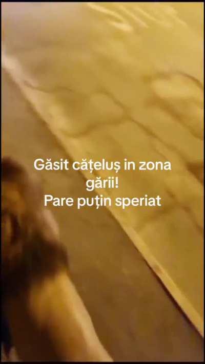 Cățelul