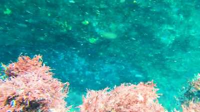 Napping Harbor Seal and the Garibaldi