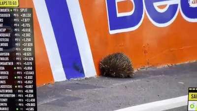 Race is yellow flagged for Echidna to make it to safety