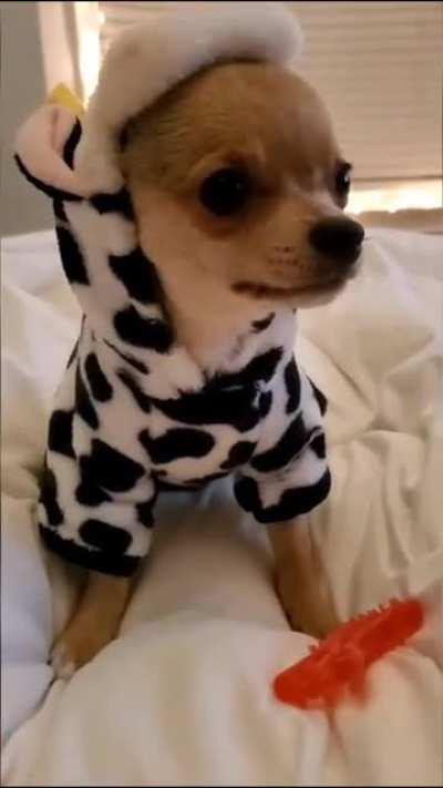 My 🐀 got dressed as his favorite streamer, and this is what you say to him?? D: