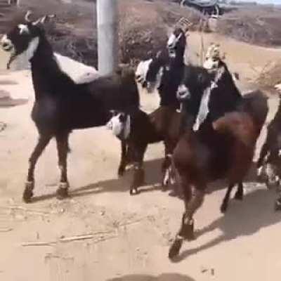 When it’s CL away day and IG admin posts a video of squad walking through the city