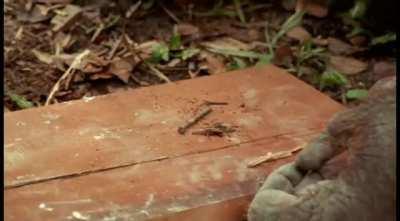 David Attenborough watching an orangutan trying to hammer a nail