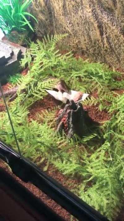 Yhormie attacks his napkins after he eats sometimes