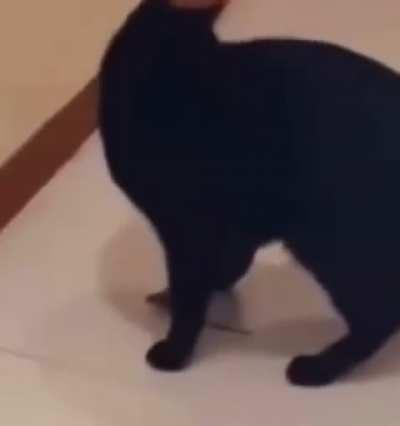 Negative IQ creature