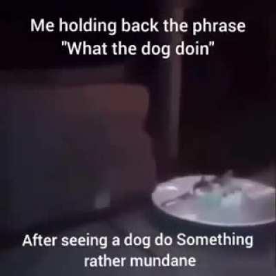 Wha...what the...what the dog...